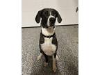 Zeus Great Dane Young Male