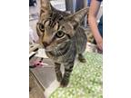 Cat Damon Domestic Shorthair Young Male