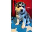 Adorable Pure Bred Siberian Husky Puppies. Rehoming Jan 2nd Week