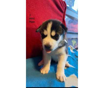 Adorable Pure Bred Siberian Husky Puppies. Rehoming Jan 2nd Week is a Male Siberian Husky Puppy For Sale in Ajax ON