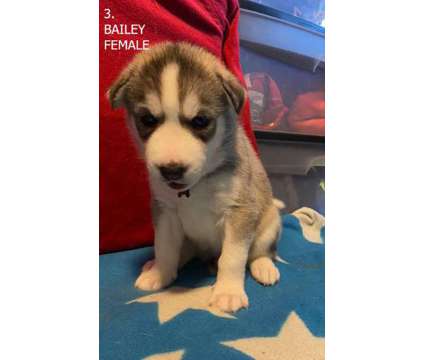 Adorable Pure Bred Siberian Husky Puppies. Rehoming Jan 2nd Week is a Male Siberian Husky Puppy For Sale in Ajax ON
