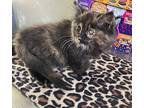 Holly - Fluffy Calico Kitten #17 Domestic Longhair Kitten Female