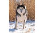 Solace Husky Young Male