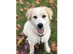 Trixie Great Pyrenees Adult Female