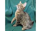 Quigley Domestic Shorthair Kitten Male