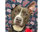 Kevin Pit Bull Terrier Adult Male