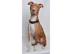 Molly American Pit Bull Terrier Adult Female