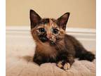 Tiny Domestic Shorthair Kitten Female