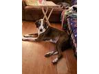 Patches Great Dane Senior Male
