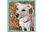 CHOPPER - new photo Labrador Retriever Puppy Male