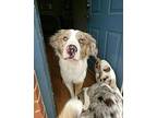 Cooper Great Pyrenees Young Male