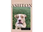 Adopt ashton a Hound, Pit Bull Terrier