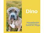 Adopt DINO a American Staffordshire Terrier