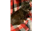 Adopt Fishbait a Domestic Long Hair, Maine Coon