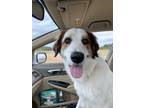 Adopt Available - Noah a Great Pyrenees, English Setter