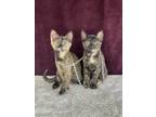 Adopt HERSHEY and JELLYBEAN a Domestic Short Hair