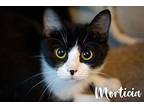 Morticia Kitten Domestic Shorthair Female