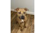 Adopt Mia a Pit Bull Terrier, American Staffordshire Terrier