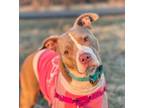 Adopt Maggie a Pit Bull Terrier, American Staffordshire Terrier