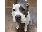 Pinto American Staffordshire Terrier Adult Male