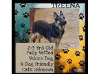 Treena-Good W/Kids, Dogs, don't know about cats German Shepherd Dog Female