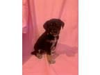 Adopt Baby Ruth "Ruth" a Black - with Tan, Yellow or Fawn Redbone Coonhound /