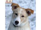Adopt Carmella a Tan/Yellow/Fawn Collie / Mixed dog in Nashua, NH (33457879)