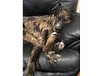 Adopt Boris a Brindle Catahoula Leopard Dog / Labrador Retriever / Mixed dog in