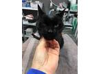 Adopt Pioneer a All Black Domestic Shorthair / Domestic Shorthair / Mixed cat in