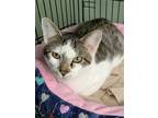 Adopt Darrell a Gray, Blue or Silver Tabby Domestic Shorthair (short coat) cat