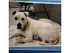 Adopt Toad a White - with Tan, Yellow or Fawn Australian Cattle Dog / Mixed