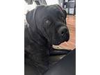 Adopt Holly a Black - with Tan, Yellow or Fawn Cane Corso / Mixed dog in Brights