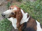 Adopt Kody a Basset Hound / Mixed dog in Salt Lake City, UT (33457060)