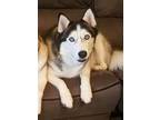 Adopt Duke a Tricolor (Tan/Brown & Black & White) Siberian Husky / Mixed dog in