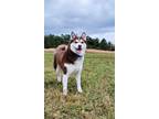 Adopt Charlotte a Red/Golden/Orange/Chestnut - with White Siberian Husky / Mixed