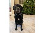 Adopt Brooke a Black Labrador Retriever / Mastiff / Mixed dog in Yamhill