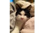 Adopt Sassafras a Black & White or Tuxedo Domestic Mediumhair (medium coat) cat