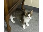 Adopt Freya a Brown or Chocolate (Mostly) American Shorthair (short coat) cat in