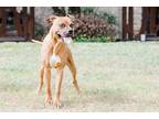 Adopt I am Groot a Red/Golden/Orange/Chestnut Boxer / Black Mouth Cur / Mixed