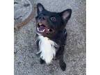 Adopt Boris a Black Labrador Retriever / Chow Chow / Mixed dog in Fort Worth