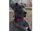Adopt Piper a Gray/Blue/Silver/Salt & Pepper Great Dane / Mixed dog in Boonton