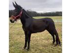 Big Beautiful 4 year old 152 hand gaited Molly Mule