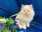Beautiful Persian Kitten