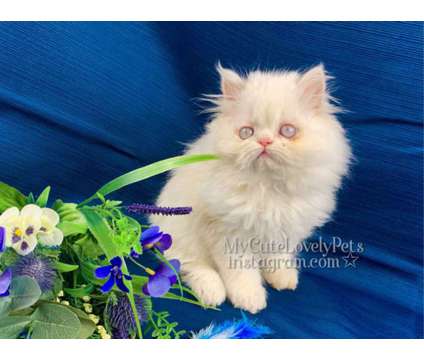 Beautiful Persian Kitten is a Male Persian Kitten in Los Angeles CA