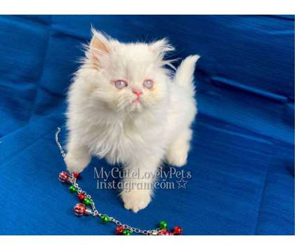 Beautiful Persian Kitten is a Male Persian Kitten in Los Angeles CA