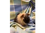 Gingersnap, Guinea Pig For Adoption In Prince George, British Columbia
