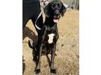 Adopt Jubilee a Black Great Dane / Mixed dog in Sanford, NC (33467335)