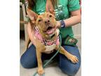 Adopt Custard a Red/Golden/Orange/Chestnut American Pit Bull Terrier / Mixed dog