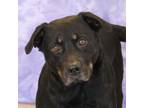 Adopt Marisol a Black Rottweiler / Mixed dog in Bristol, IN (33467282)
