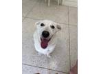 Adopt Bruno a White Labrador Retriever / Basset Hound / Mixed dog in Fort Worth